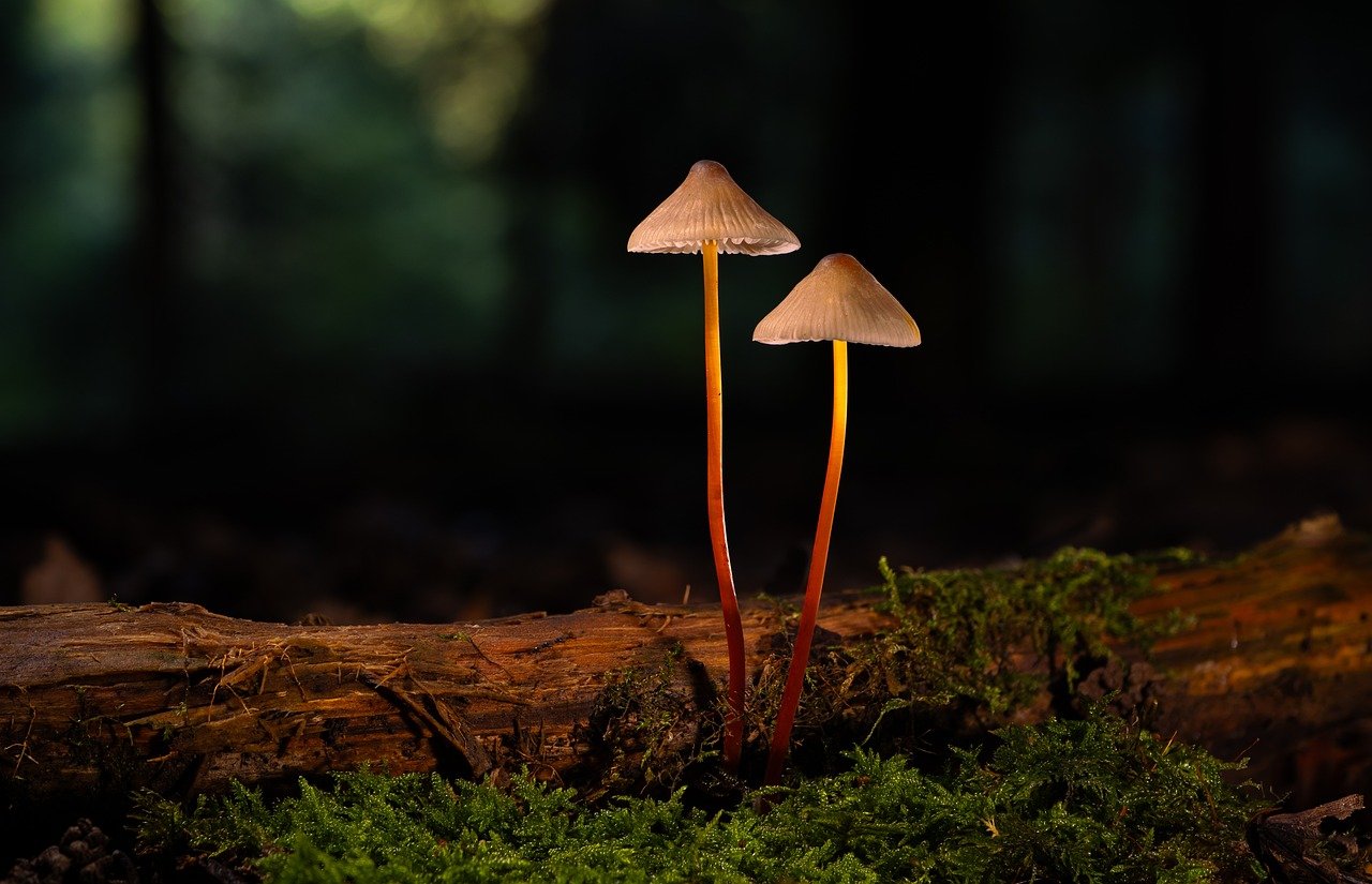 盾之勇者成名录：浪潮：上海公司注册代理价格